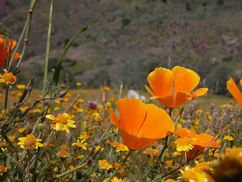calpoppies