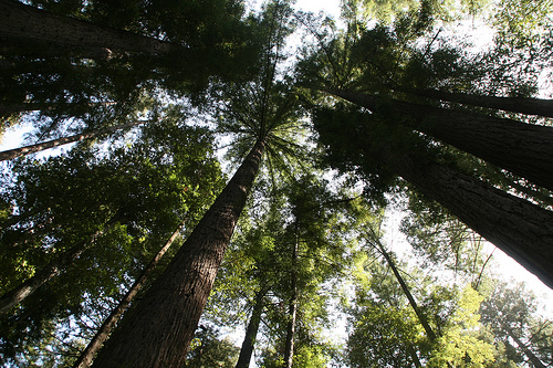 redwoods