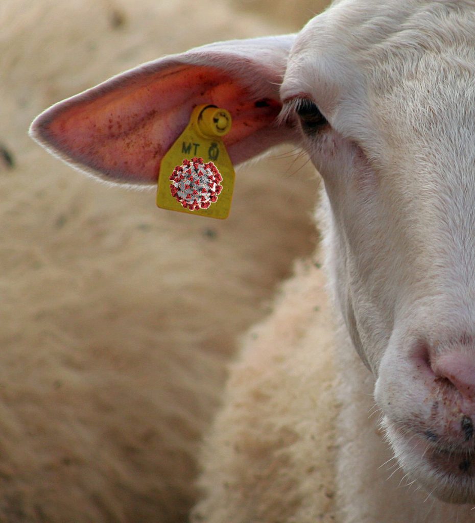 covid sheep