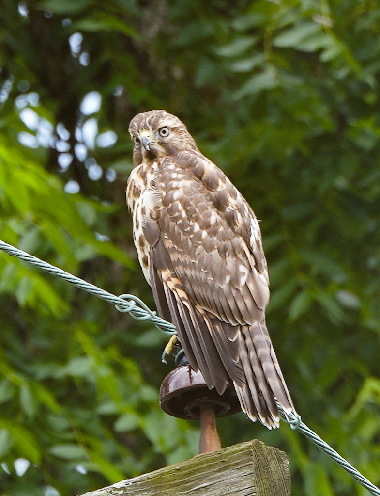 spotted hawk