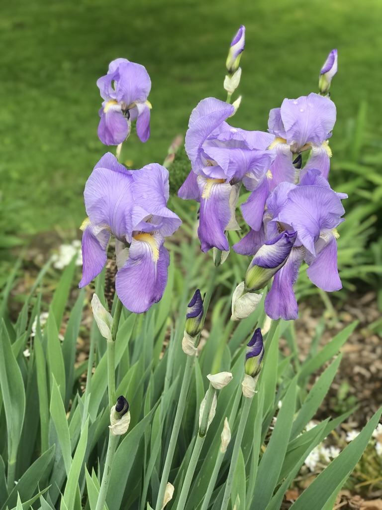 Remembering Iris Harrelson