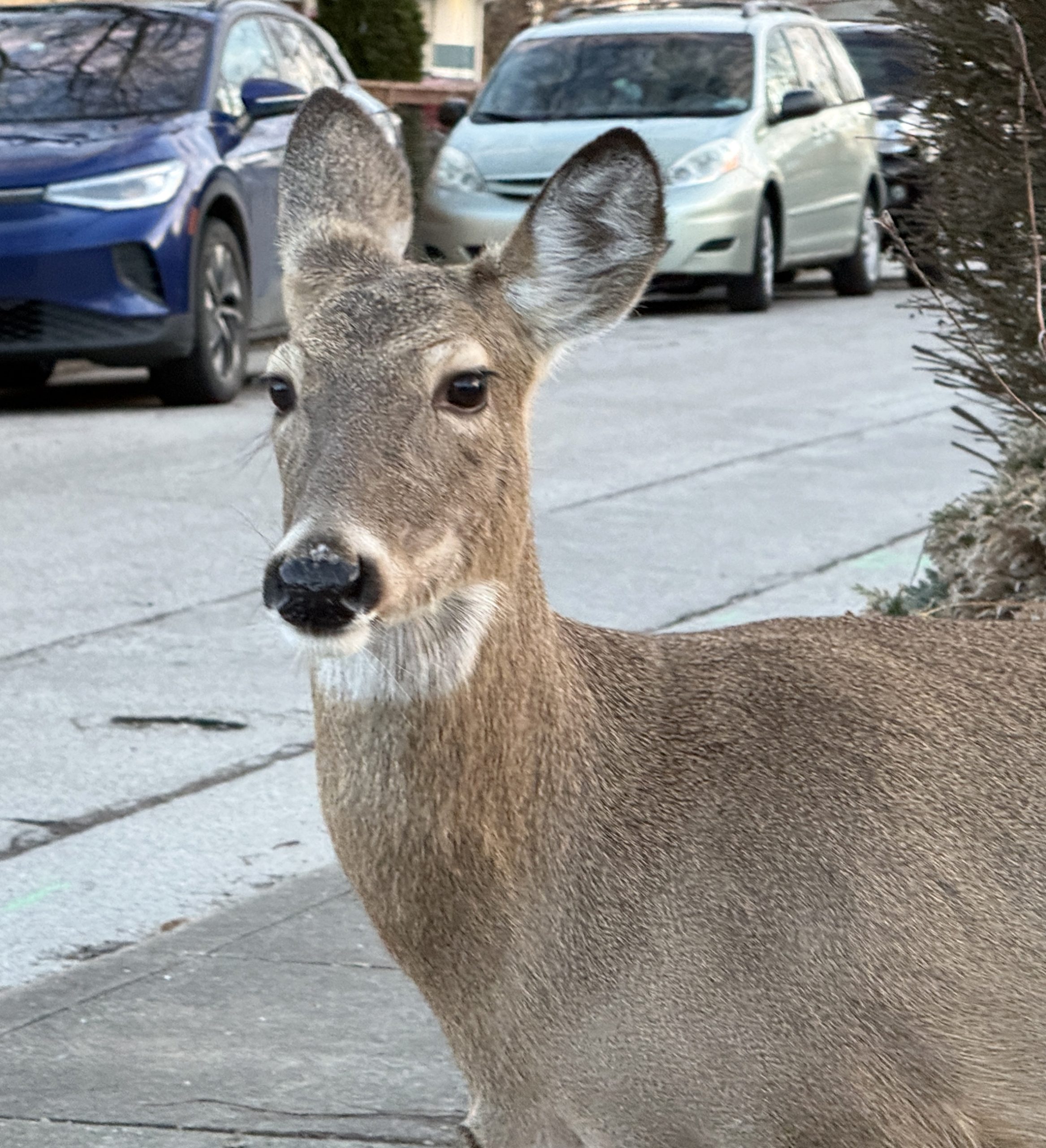 Four-legged pedestrians
