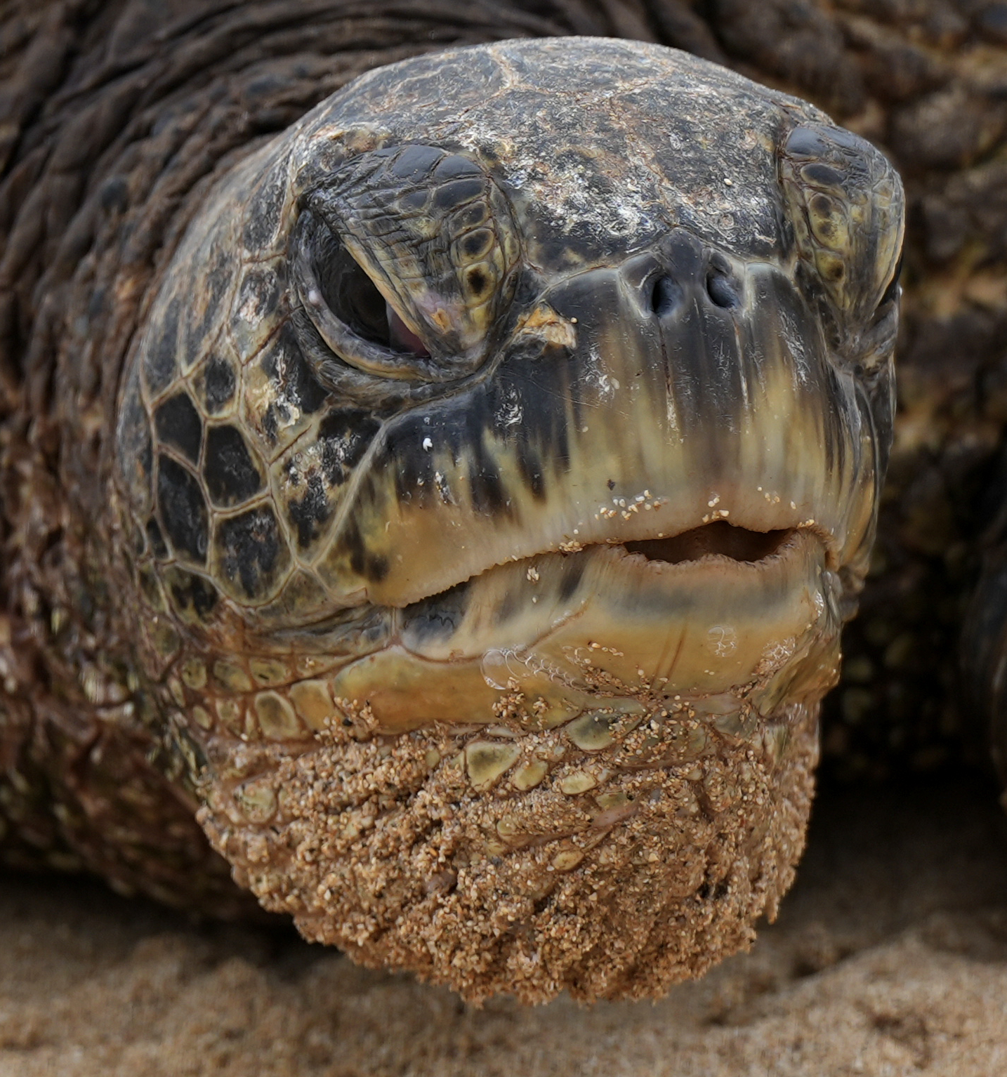Turtles all the way up